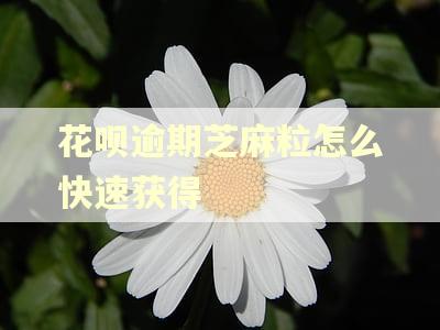 花呗逾期芝麻粒怎么快速获得