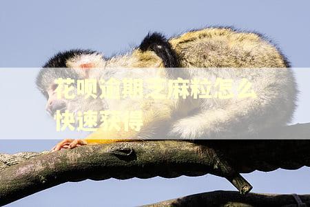 花呗逾期芝麻粒怎么快速获得