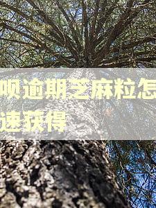 花呗逾期芝麻粒怎么快速获得