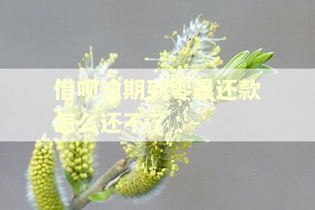 借呗逾期到零晨还款怎么还不了