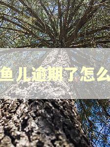 小鱼儿逾期了怎么办