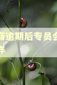 招商逾期后专员会怎么样