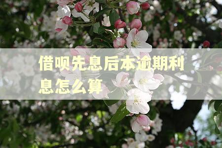 借呗先息后本逾期利息怎么算