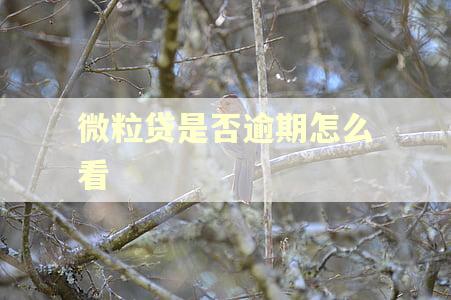 微粒贷是否逾期怎么看