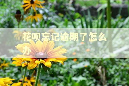 花呗忘记逾期了怎么办