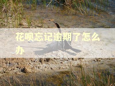 花呗忘记逾期了怎么办