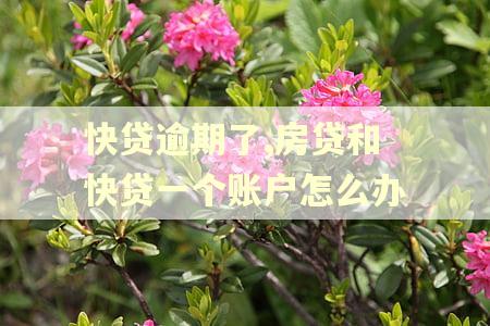 快贷逾期了,房贷和快贷一个账户怎么办