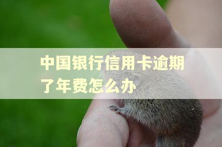 中国银行信用卡逾期了年费怎么办 中国银行信用卡逾期了年费怎么办