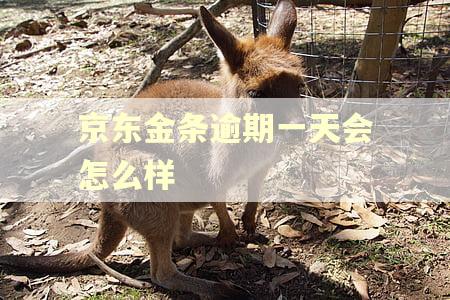 京东金条逾期一天会怎么样 京东金条逾期一天会怎么样
