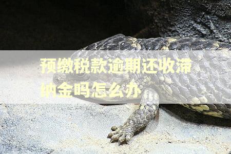 预缴税款逾期还收滞纳金吗怎么办