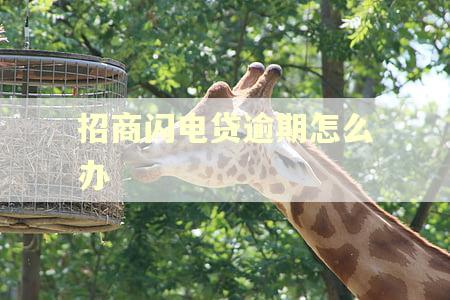 招商闪电贷逾期怎么办