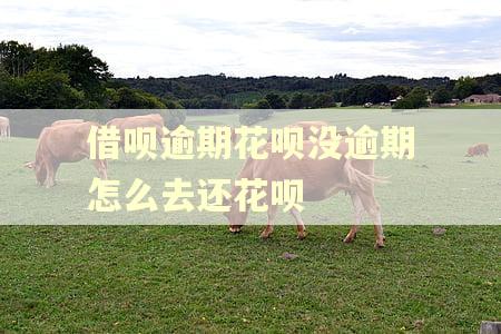 借呗逾期花呗没逾期怎么去还花呗 借呗逾期花呗没逾期怎么去还花呗