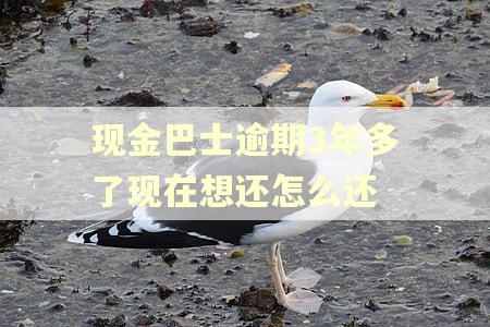 现金巴士逾期3年多了现在想还怎么还