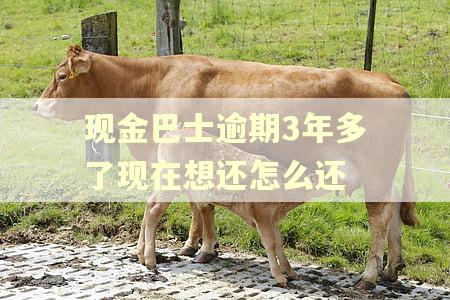 现金巴士逾期3年多了现在想还怎么还