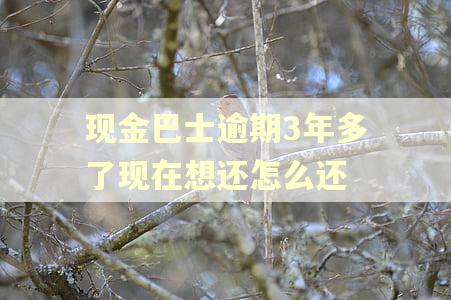 现金巴士逾期3年多了现在想还怎么还