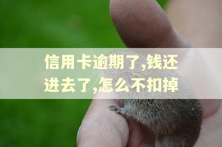 信用卡逾期了,钱还进去了,怎么不扣掉