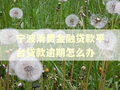 宁波消费金融贷款平台贷款逾期怎么办