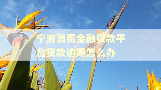 宁波消费金融贷款平台贷款逾期怎么办