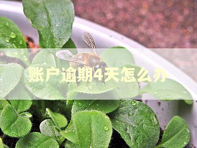 账户逾期4天怎么办
