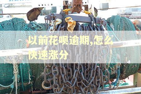 以前花呗逾期,怎么快速涨分