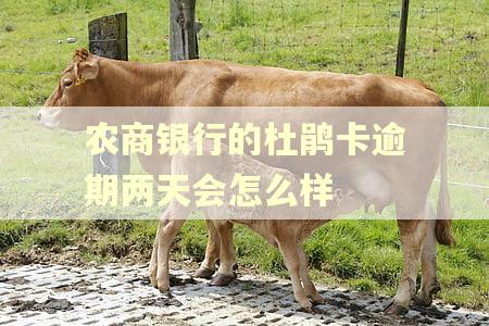 农商银行的杜鹃卡逾期两天会怎么样