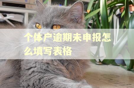 个体户逾期未申报怎么填写表格