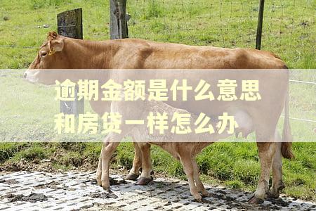 逾期金额是什么意思和房贷一样怎么办