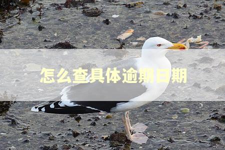 怎么查具体逾期日期