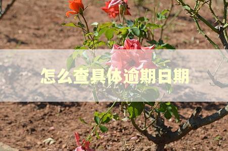 怎么查具体逾期日期