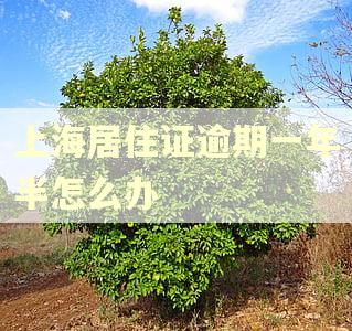 上海居住证逾期一年半怎么办