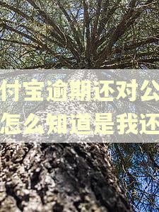 支付宝逾期还对公账户怎么知道是我还的