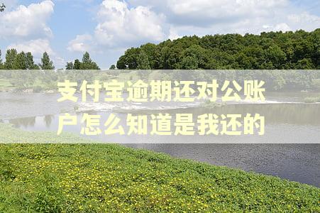 支付宝逾期还对公账户怎么知道是我还的 支付宝逾期还对公账户怎么知道是我还的