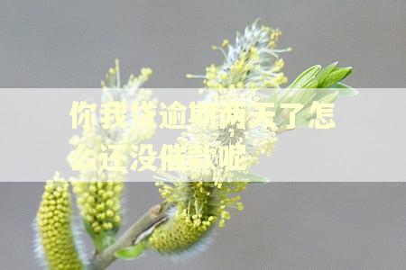 你我贷逾期两天了怎么还没催款呢