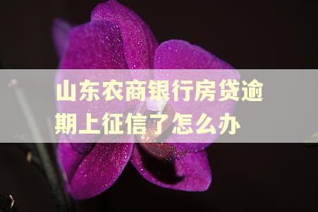 山东农商银行房贷逾期上征信了怎么办