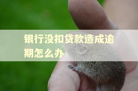 银行没扣贷款造成逾期怎么办