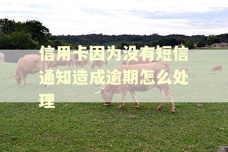 信用卡因为没有短信通知造成逾期怎么处理