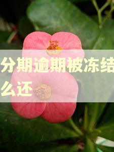 来分期逾期被冻结了怎么还