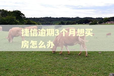 捷信逾期3个月想买房怎么办