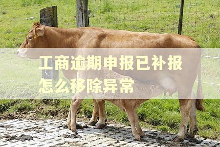 工商逾期申报已补报怎么移除异常