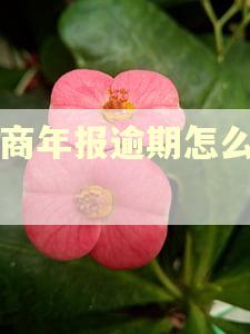 工商年报逾期怎么补报
