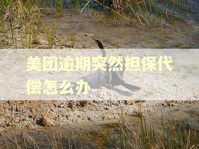 美团逾期突然担保代偿怎么办
