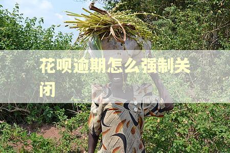 花呗逾期怎么强制关闭