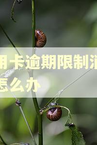 信用卡逾期限制消费了怎么办