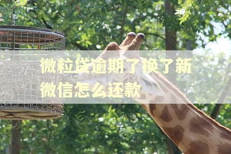 微粒贷逾期了换了新微信怎么还款