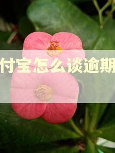 支付宝怎么谈逾期还款