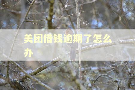 美团借钱逾期了怎么办