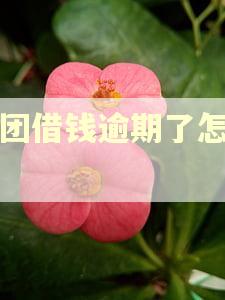 美团借钱逾期了怎么办