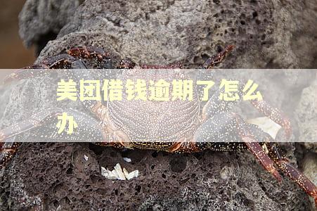 美团借钱逾期了怎么办