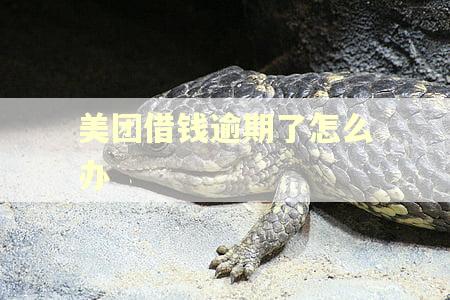 美团借钱逾期了怎么办 美团借钱逾期了怎么办