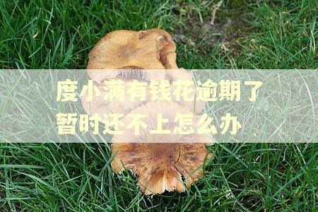 度小满有钱花逾期了暂时还不上怎么办 度小满有钱花逾期了暂时还不上怎么办